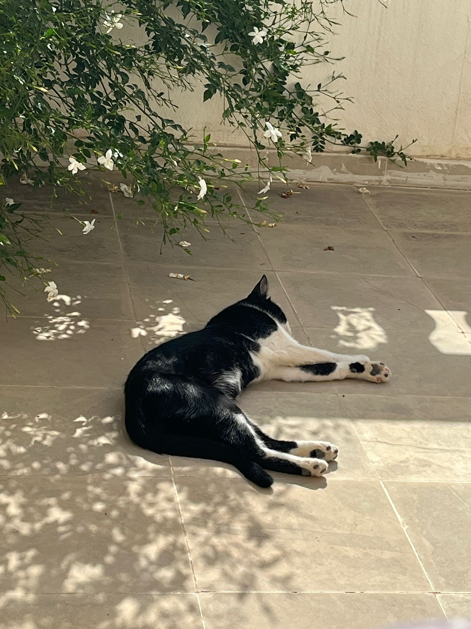 dog napping under jasmine